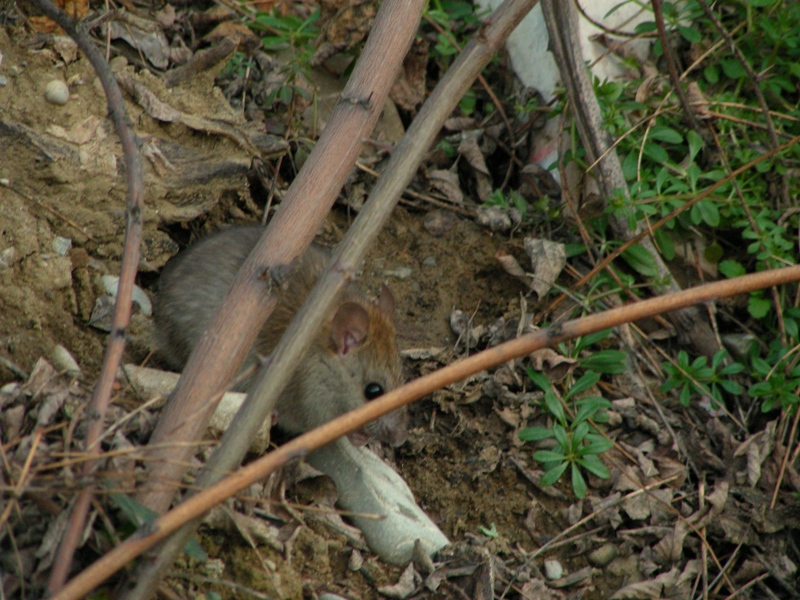 Roditori bolognesi. Rattus rattus